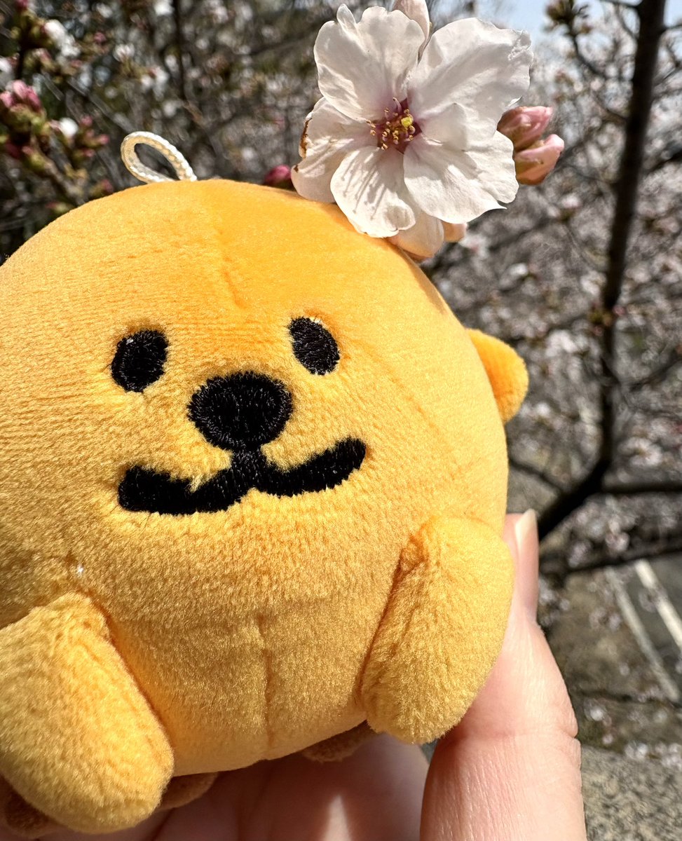 vnts09's tweet photo. コラコ、桜がきれいだね
#ラッコズ
#raccos https://t.co/4KfOlBRxly