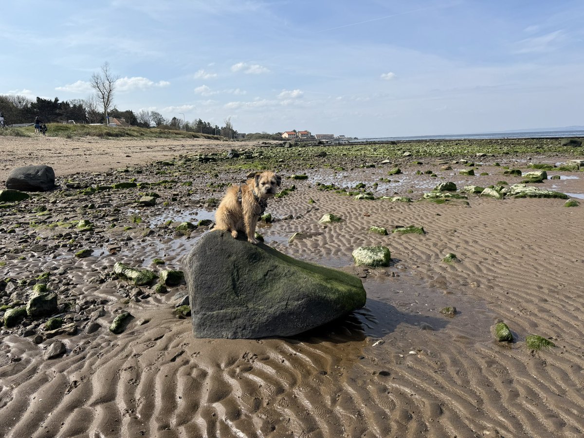 MacBark's tweet photo. What a beach day pals. ☀️ Practiced me #rockclub too https://t.co/MUWdOg1mWE