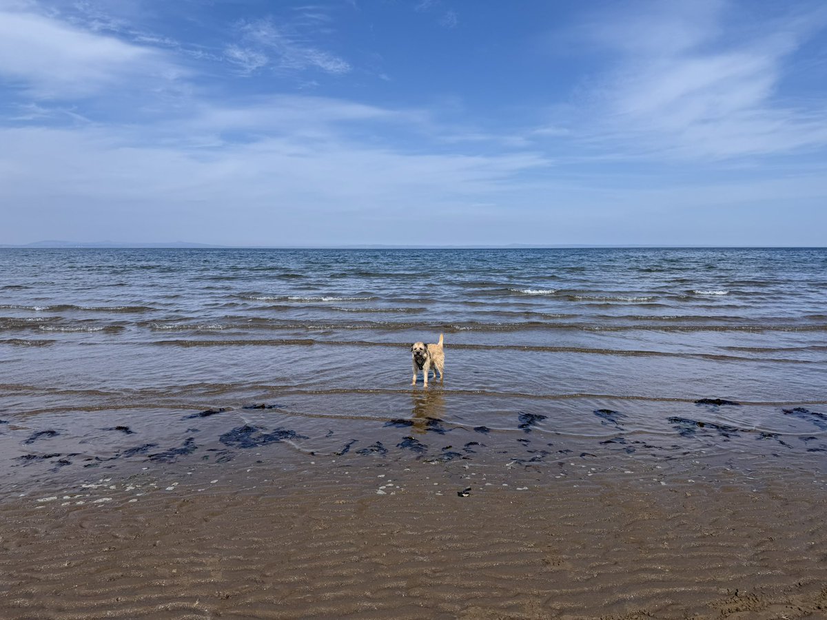 MacBark's tweet photo. What a beach day pals. ☀️ Practiced me #rockclub too https://t.co/MUWdOg1mWE