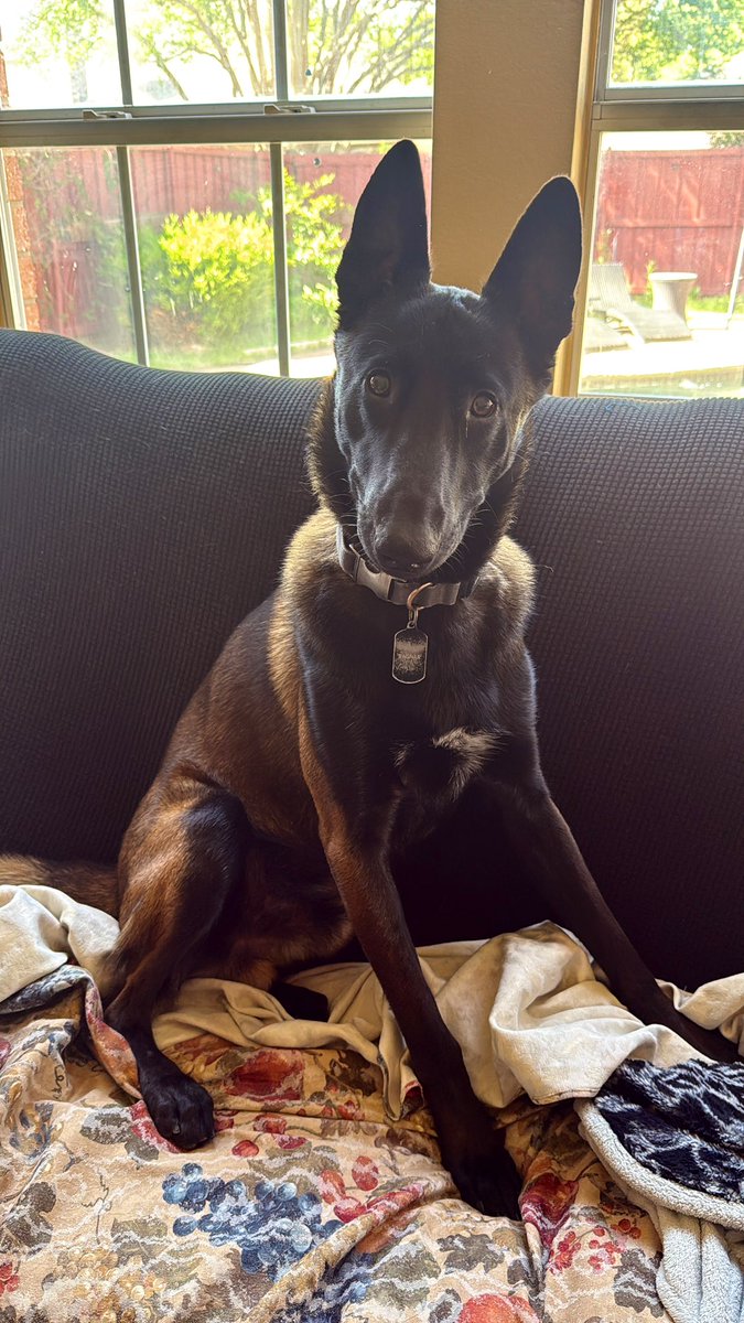 PepitaCorona's tweet photo. Buenos Días y salió el sol 🌞
I’m the Best Ally Consigliere Angel Boy of my Mummy 🙌🏾🤣❤️💪🏾 #loveanimals #BelgianMalinois
Everyone who loves any animal knows the real meaning of Endless Love 💕. Happy #dogslove weekend!! My #tweeterfriends #dogsloyalty #mydog #mydogmyfamily 😉 https://t.co/BccKHjUJMC