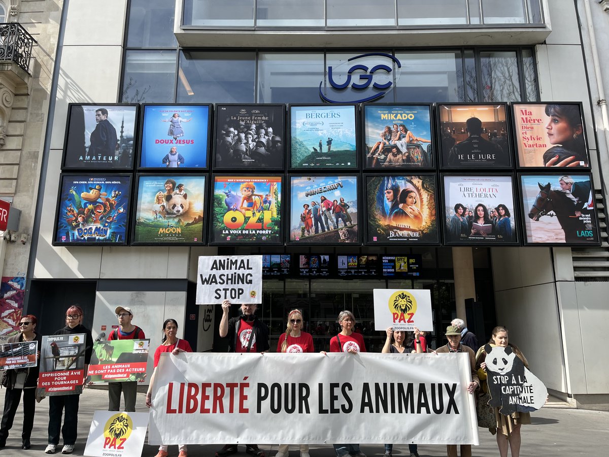 paz_zoopolis's tweet photo. #MoonLePanda🐼Ce week-end, les bénévoles de PAZ étaient dans la rue pour défendre les animaux à Auxerre, St-Nazaire et Paris.

Quand le monde du cinéma va-t-il comprendre que les animaux sauvages ne sont pas des acteurs ?

https://t.co/EFlmHNuo0c https://t.co/fOwwi1Wf1p