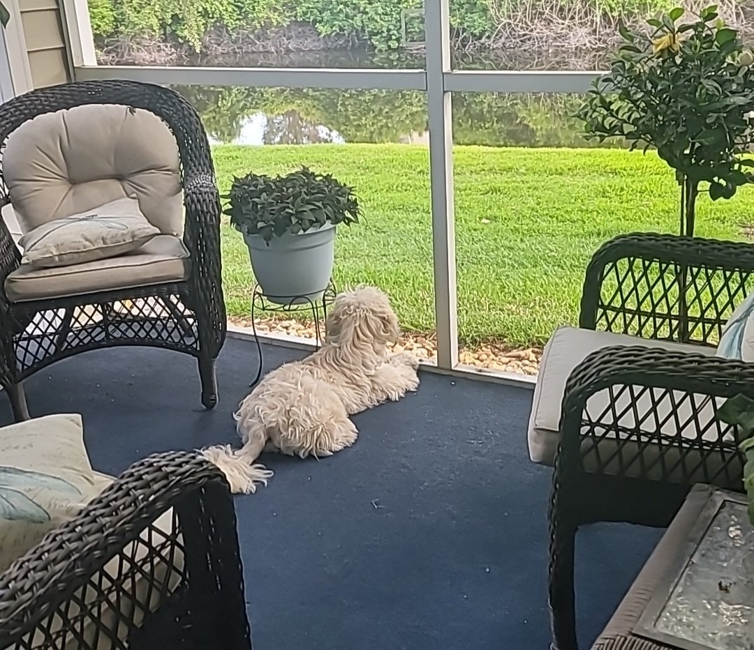 IamBoogie's tweet photo. Happy Saturday furriends. Lub Mochi

I just looking at da lake hoping da squirrbels and birds come by. Da alligator comes around too but we stay away from dat gator. We call him Gatorade. Hab a safe and happy weekend. https://t.co/3NOiyBURBs