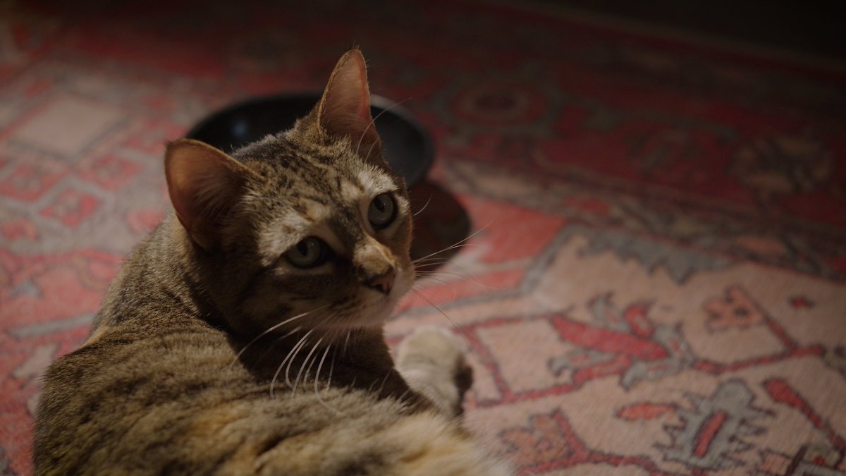 took two weeks to get this shot