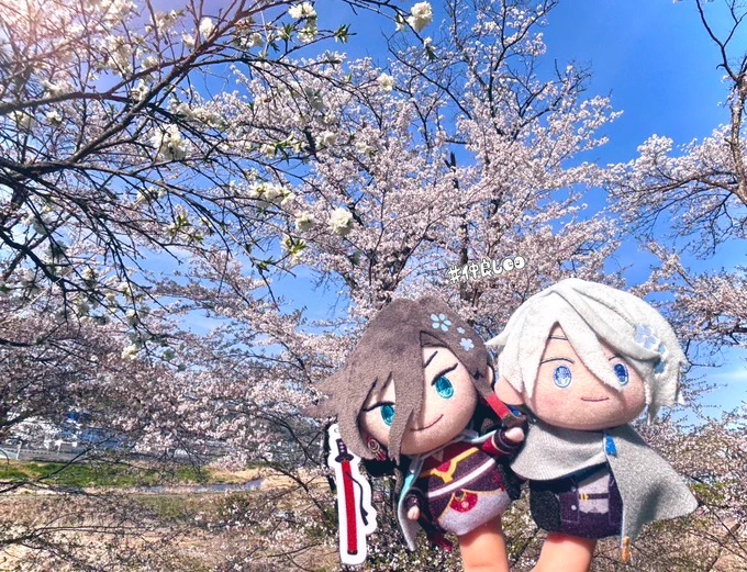 お花見して来たよ①ゆびちゃ(指の上ちゃん)とお出かけはせべくんは後日合流予定です #飛鳥本丸のねん日記 番外編 