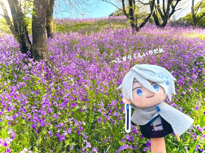 お花見して来たよ①ゆびちゃ(指の上ちゃん)とお出かけはせべくんは後日合流予定です #飛鳥本丸のねん日記 番外編 