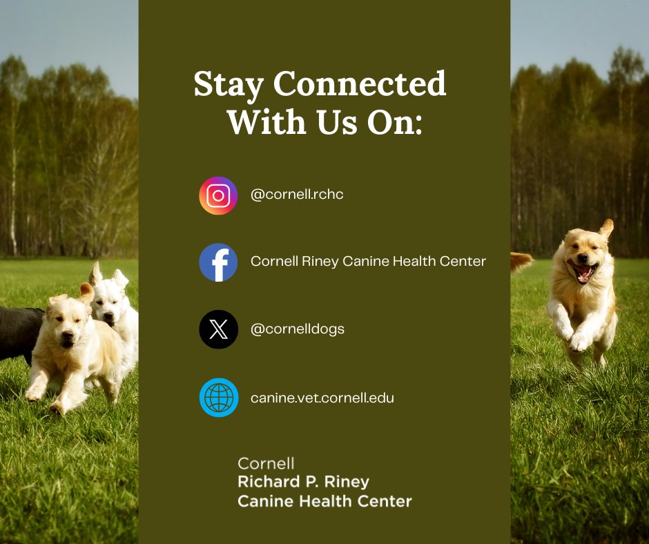 Cornell Riney Canine Health Center tweet media