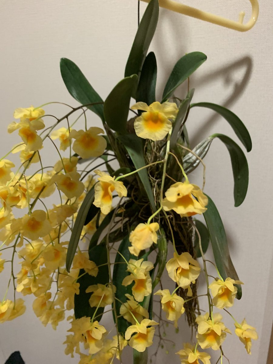 takemamin's tweet photo. 満開です💓 
デンドロビウム・リンドレイ（Dendrobium lindleyi）の板付け https://t.co/5DASFH4MFG