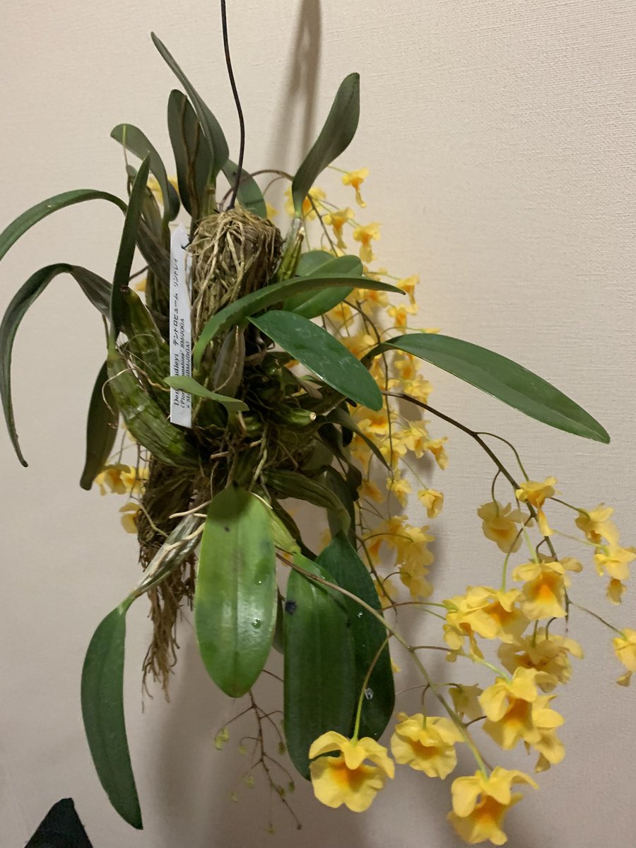 takemamin's tweet photo. 満開です💓 
デンドロビウム・リンドレイ（Dendrobium lindleyi）の板付け https://t.co/5DASFH4MFG
