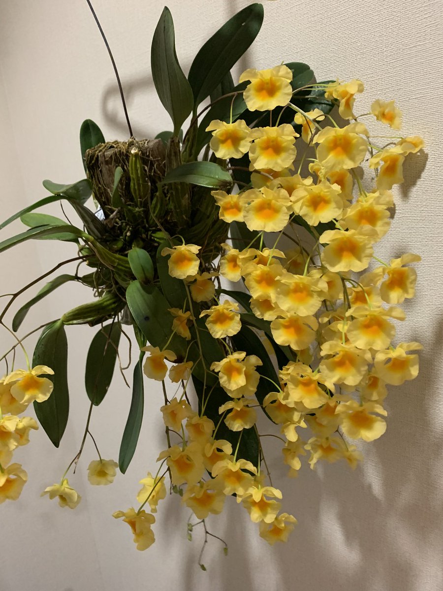 takemamin's tweet photo. 満開です💓 
デンドロビウム・リンドレイ（Dendrobium lindleyi）の板付け https://t.co/5DASFH4MFG