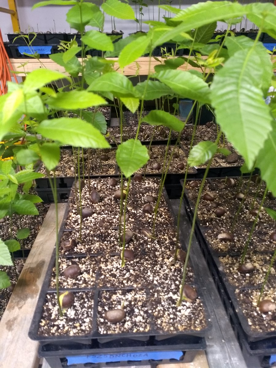 farmacyscience's tweet photo. Our https://t.co/AnEZuAhE1s Chestnut Tree seedling is grown using an air pruned grow system by RootMaker®,  and making it one of the most carbon efficient trees on the market.  The roots grow deeper and faster. https://t.co/gUanCTsXZZ