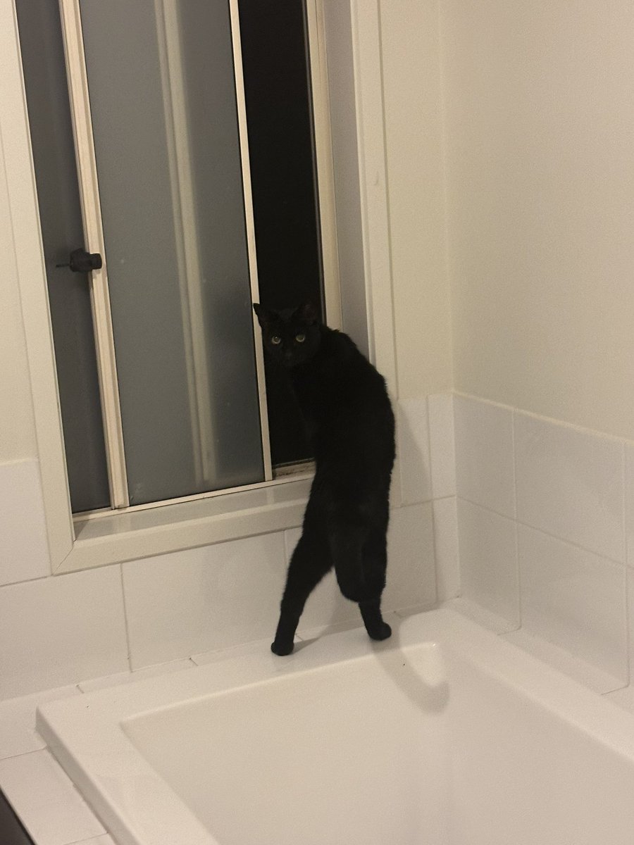 inactive follow @blackcatbimbo (@blackcat_bimbo) on Twitter photo 