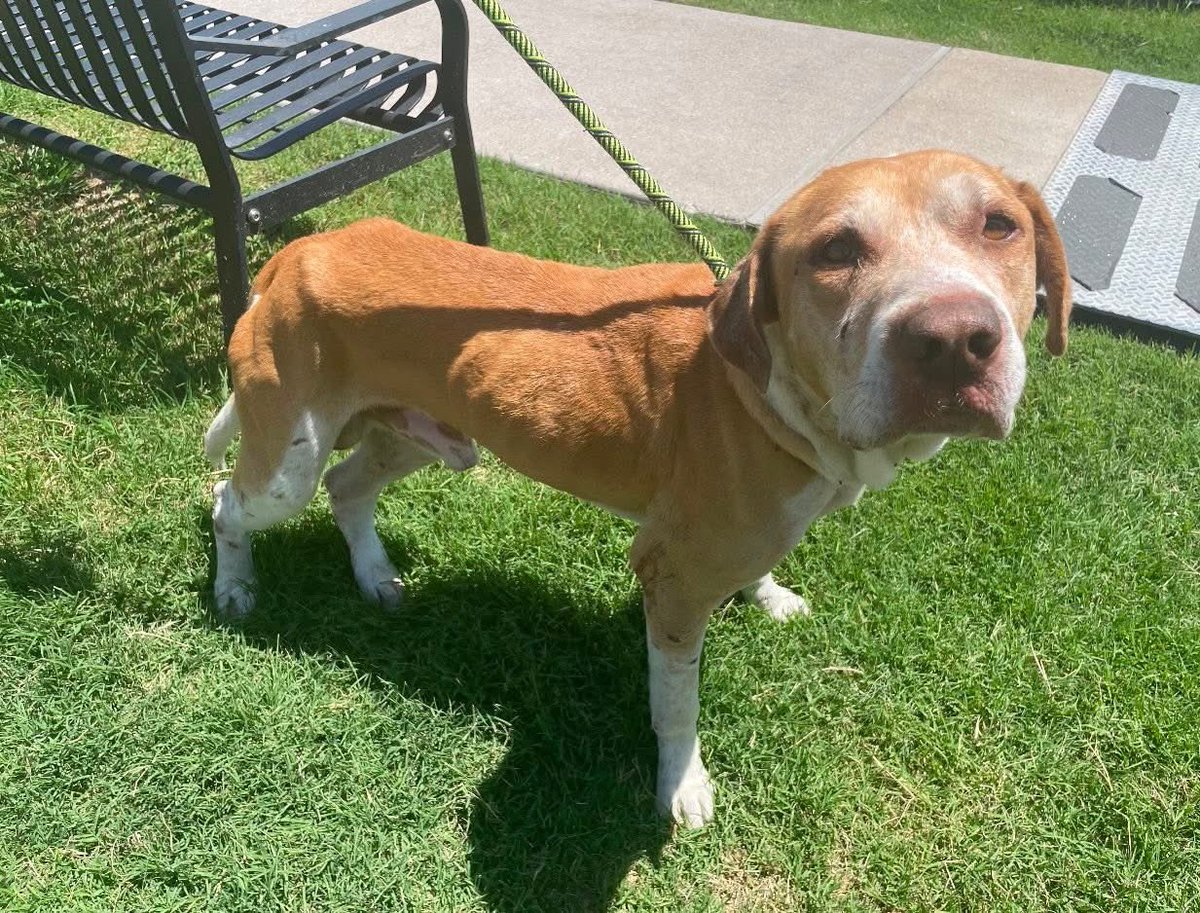 Precious COPPER #A380131 7 yo,has been injured, limping,wounds on his little body,he DESPERATELY needs medical care &amp; a chance to heal
Look into those pleading eyes, begging for HELP 
PLZ #PLEDGE TO ATTRACT A RESCUE 🛟 no amount is too small 
Plz help he doesn't have much time ⏳