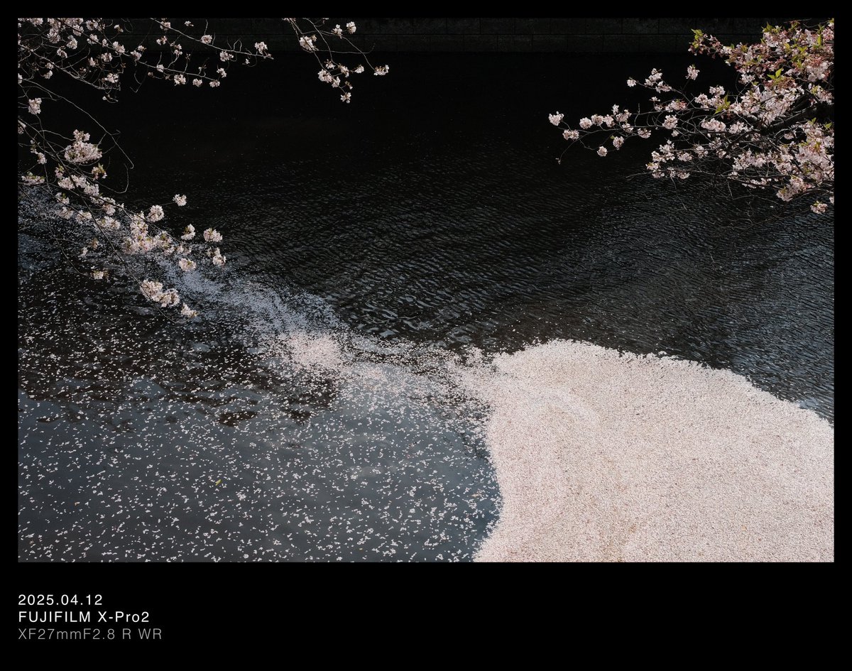 nyannohibi's tweet photo. 川の流れ

📍目黒川の桜

#写真が好きな人と繋がりたい  #カメラ好きな人と繋がりたい https://t.co/oug6hOXevo