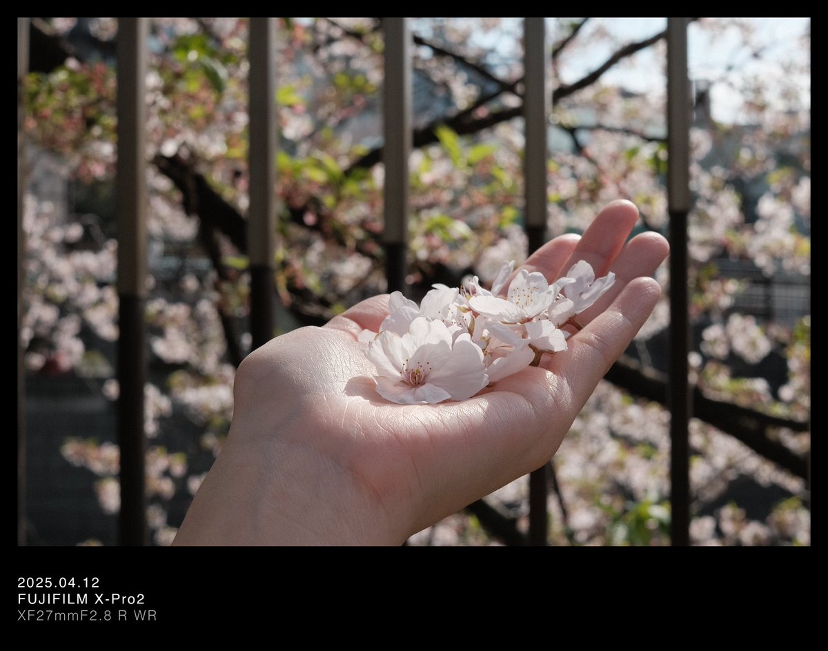 nyannohibi's tweet photo. スズメが切った桜

📍目黒川の桜

#写真が好きな人と繋がりたい  #カメラ好きな人と繋がりたい https://t.co/YLrOAPuysy