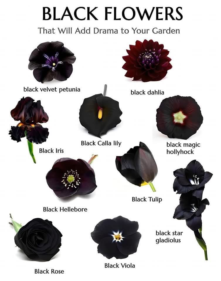 hearthfirearts's tweet photo. If you're wanting a spooky garden, here's a list of flowers you can include 🥀 https://t.co/dh8wdMNGnU