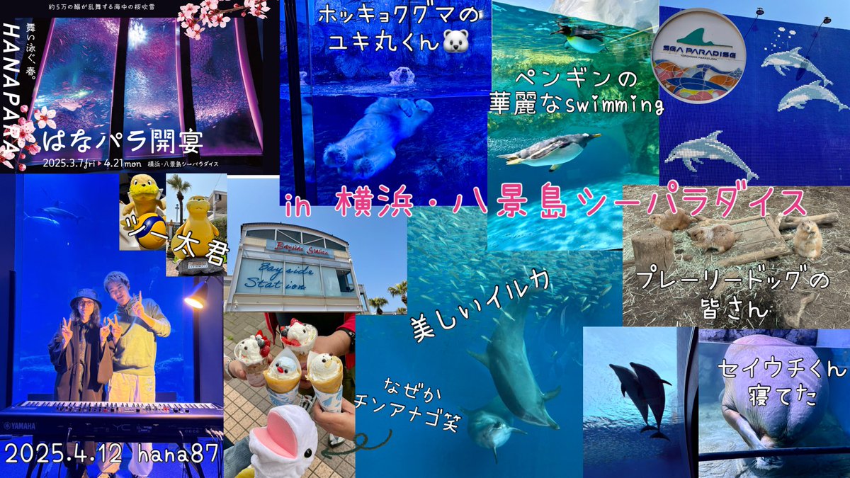 hana87umi's tweet photo. Throw Line隼人さんがMCをつとめる #RadioWithBlue 公開ラジオ放送と #はなパラ in #横浜八景島シーパラダイス #アクアミュージアム 行ってきました!
公開ラジオを観ながら遊び
大水槽前で5万尾の鰯が美しく乱舞する #スーパーイワシイリュージョン桜 とみやけんさんピアノコラボに魅了されました🌸 https://t.co/zowxTzncra