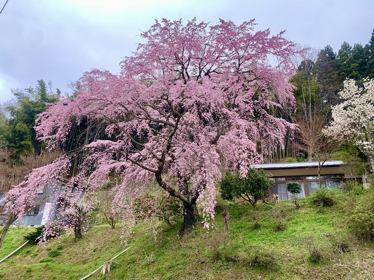 sciencekoriyama's tweet photo. 春爛漫✨
#ベニシダレザクラ が見頃です🌸
#ヒメコブシ も満開🌸 https://t.co/G3C0vEuWFs