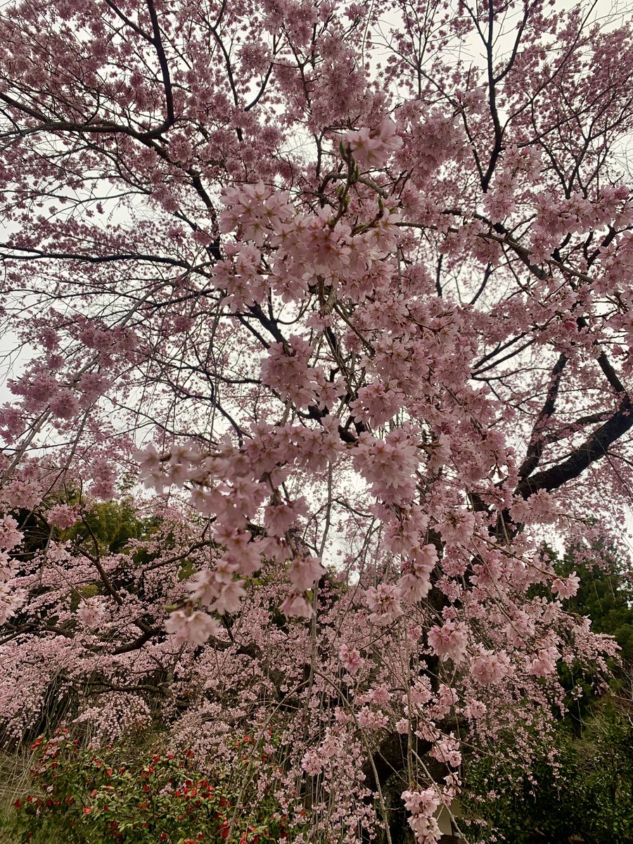 sciencekoriyama's tweet photo. 春爛漫✨
#ベニシダレザクラ が見頃です🌸
#ヒメコブシ も満開🌸 https://t.co/G3C0vEuWFs