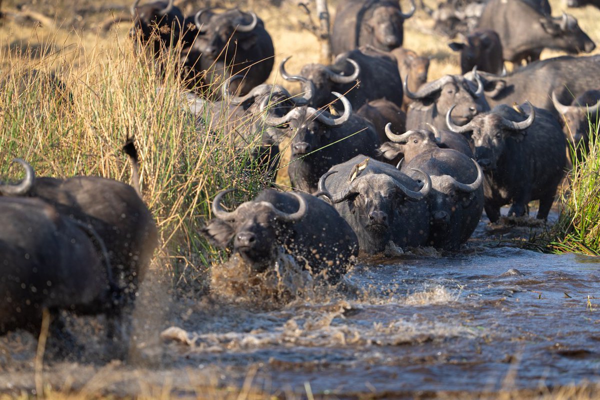 SafariHerd's tweet photo. Did you know that Africa has one buffalo species and four distinct subspecies? We have
1. Forest buffalo
2. Central African buffalo
3. West African savanna buffalo
4. Southern savanna buffalo also known as the Cape buffalo https://t.co/PxtpSvLR9Z
Credits © Sediba Sa Rona Wildlife https://t.co/qh6PK5CxOJ