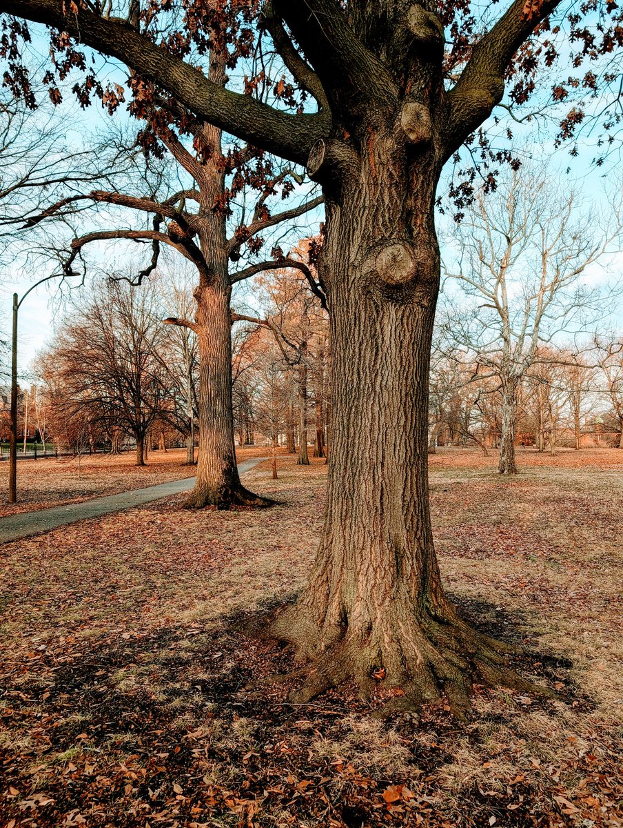 vintiga's tweet photo. Park Tree
#ParkTree #Tree #Downtown #DowntownStLouis #StLouis #Outside #WalkAbout #PhotographyIsArt #Photography #ColorEdit #ColorPreset #Pixel9 #Pixel9Pro #Pixel9ProXL #PixelPhotography #ShotOnPixel #GooglePixel https://t.co/JZUkocVoaX