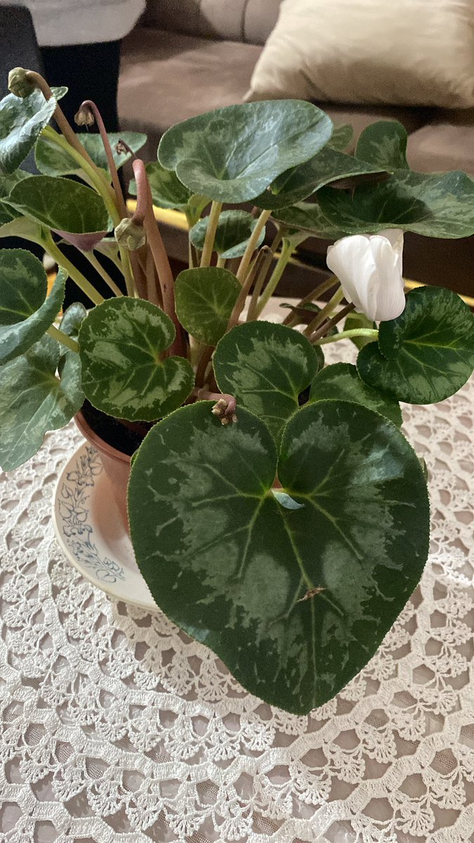 Misafirlikte bu çiçeğin adını bildiğim için zorbalandım (adı siklamen