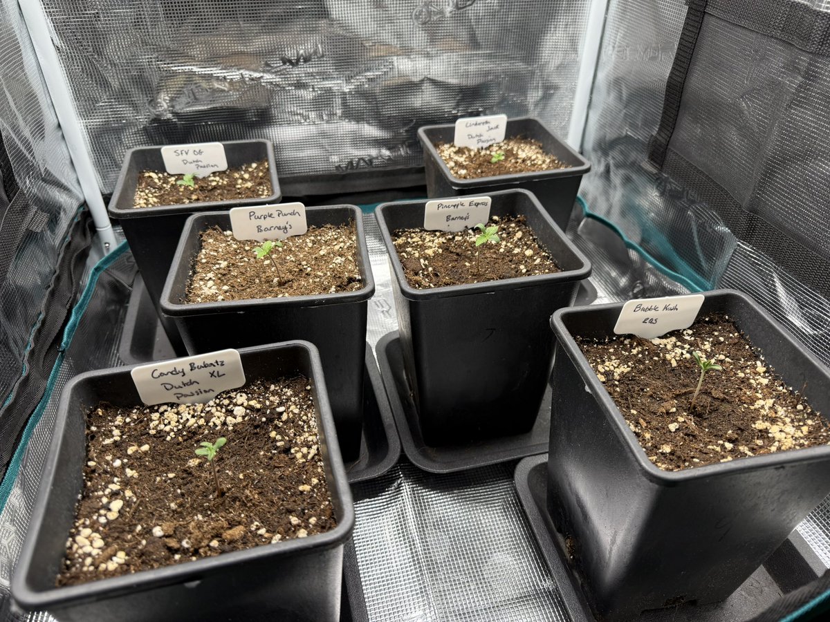 Gooood morning folks!

All the babes have popped. The first 4 actually popped in less than 48 hours. 😎

You can read the names, but we’re running some:

<a href="/DutchPassion_/">Dutch Passion</a> 
<a href="/BarneysAms/">Barney's Farm</a> 
<a href="/royalqueenseeds/">Royal Queen Seeds</a> 

All autos! All going outside in about 3 weeks and will stay there. Happy