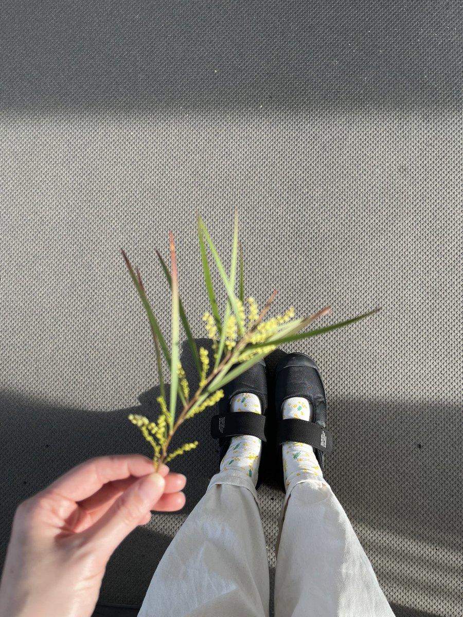 ミモザ靴下履いてお出かけしたら、お花屋さんでミモザ(の一種らしい)のカケラをもらった🐱💛