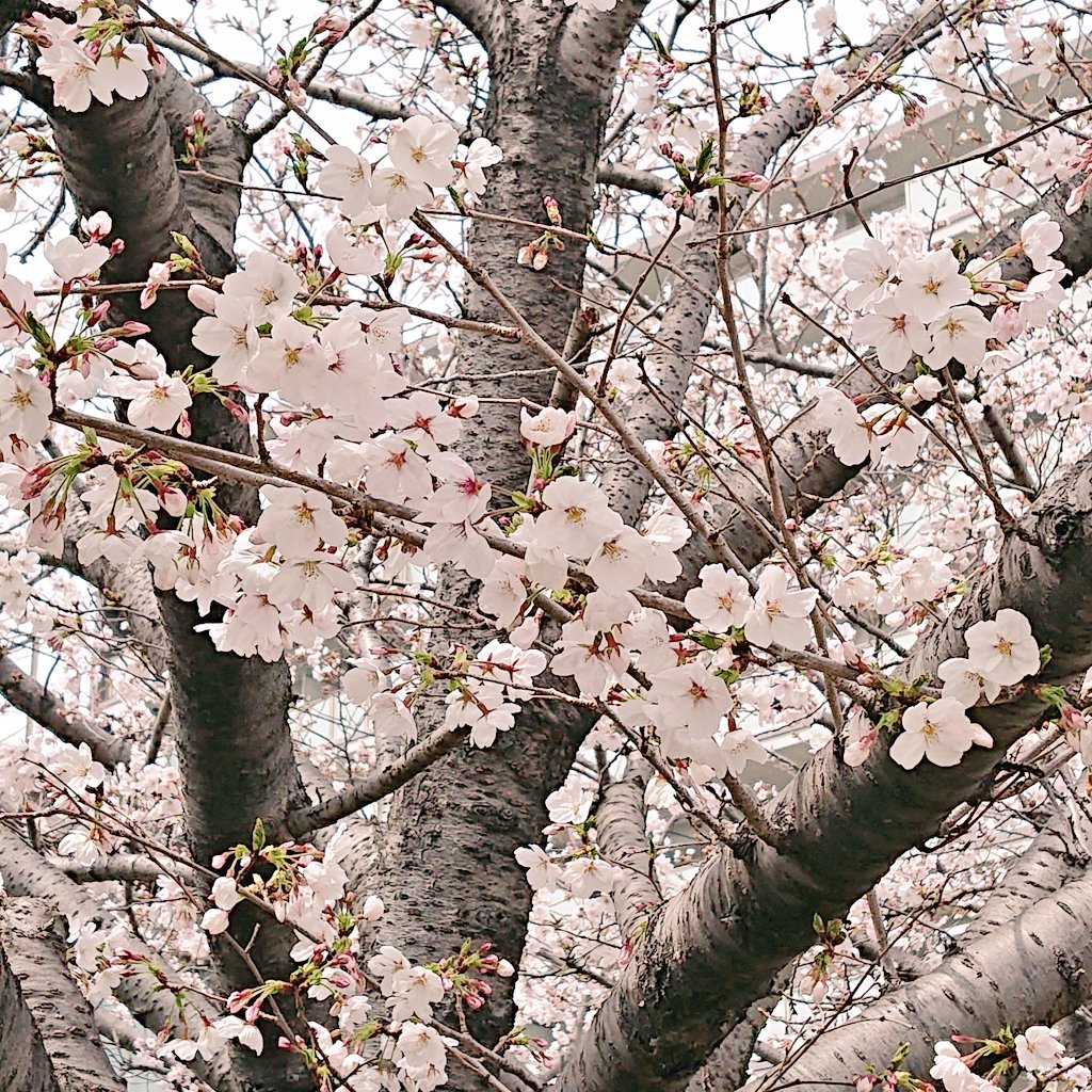 samemomiya's tweet photo. お茶会開催ありがとうございます！

近所の桜とおドーナツ

#あわいの民エアお茶会 https://t.co/7htH7VcKmw