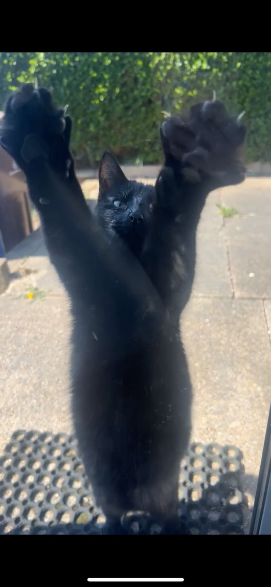 Jackst72's tweet image. Happy Caturday love Prin 🐈‍⬛ #CatsOfTwitter #KittenVibes