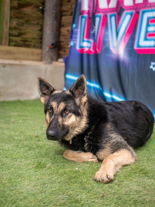 Daisy will be 2 in July and she was picked up straying with Poppy, Daisy is a friendly girl who can live with older kids and isn't othered by other #dogs 
#GermanShepherd #Cornwall 
gsrelite.co.uk/daisy-10/