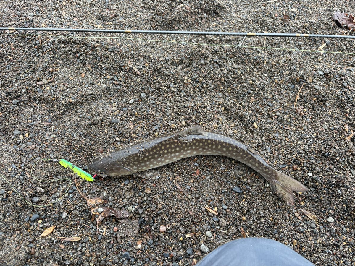 だーしー（いんまー） tweet media