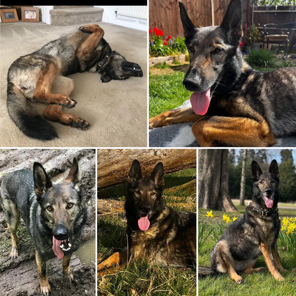 lrpduk's tweet image. We are sad to share the news that RPD Fizz has crossed the rainbow bridge 😔

Fizz worked in North West London as a GP, public order &amp;amp; firearms support dog. Giving 9 years of dedicated service she retired to her handler with hopes of many happy beach walks and holidays 
(Cont 👇🏻)