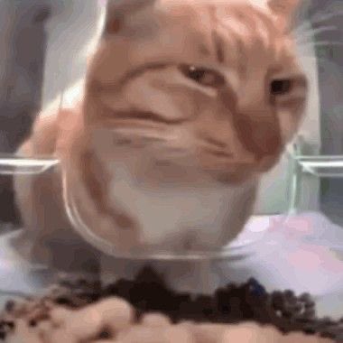 B1nB3ar's tweet photo. My reaction when someone barks or growls at a furry and thinks they “ate” #furry #furrycommunity #furryfandom #brotherew #sigmas #cringe https://t.co/7cHXEvboE9