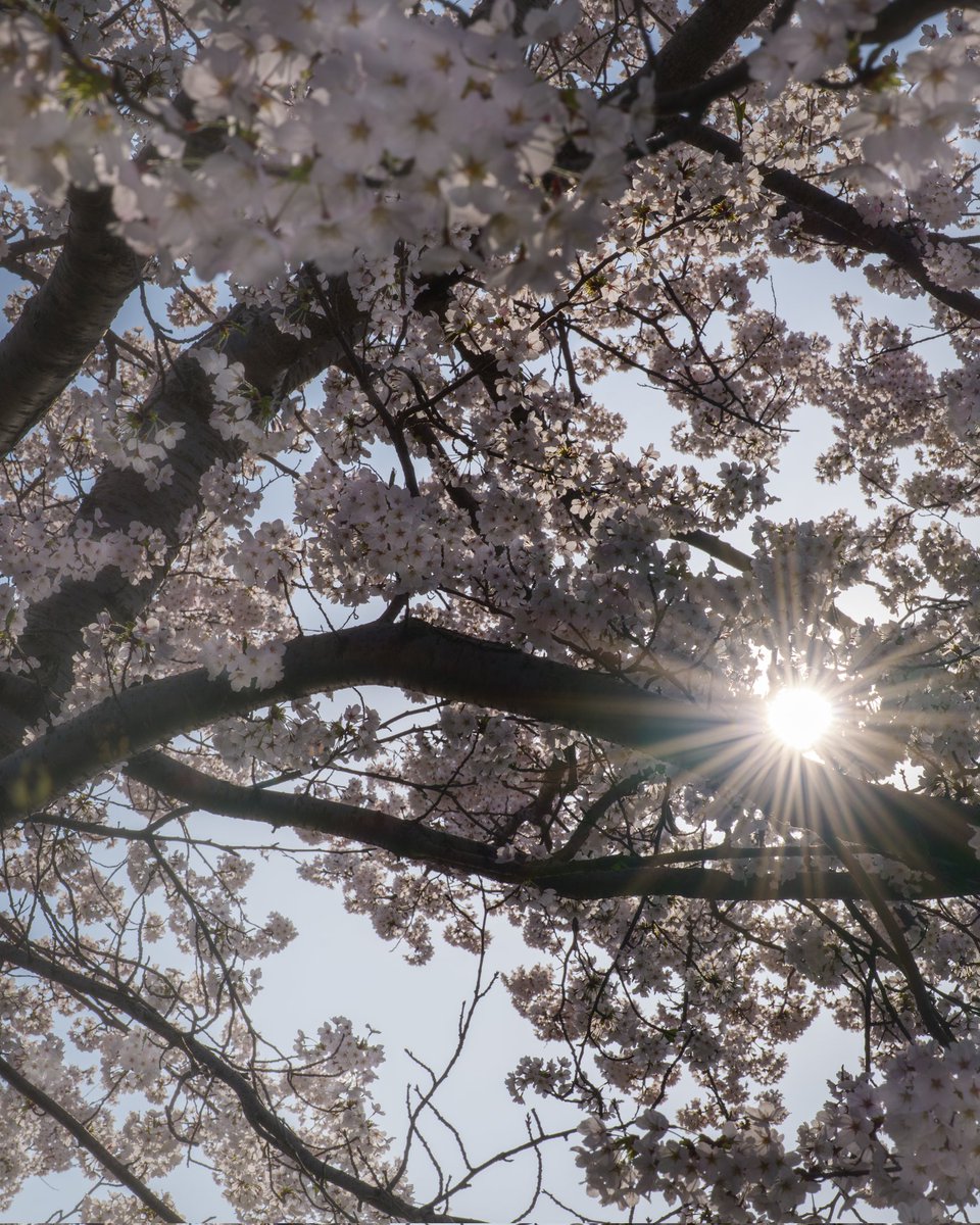 tak_guitar_film's tweet photo. 2023 #上越市 近所の #桜
#LUMIXS5II
#streetphotography #LUMIX #lumixtrip #写真好きな人とつながりたい https://t.co/fbtobNYvWr