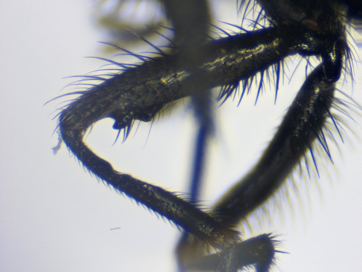 DipFun64's tweet photo. Hydrotaea armipes (Fallen, 1825)
コカゲトゲアシメマトイ ♂
非常にイカス"脚"を所有しております
詳しくはリプで。
最高にイイです。
6 IV 2025, Japan
---
#Diptera
#Muscidae
#ハエはいいぞ https://t.co/l8b79bQ2Ts