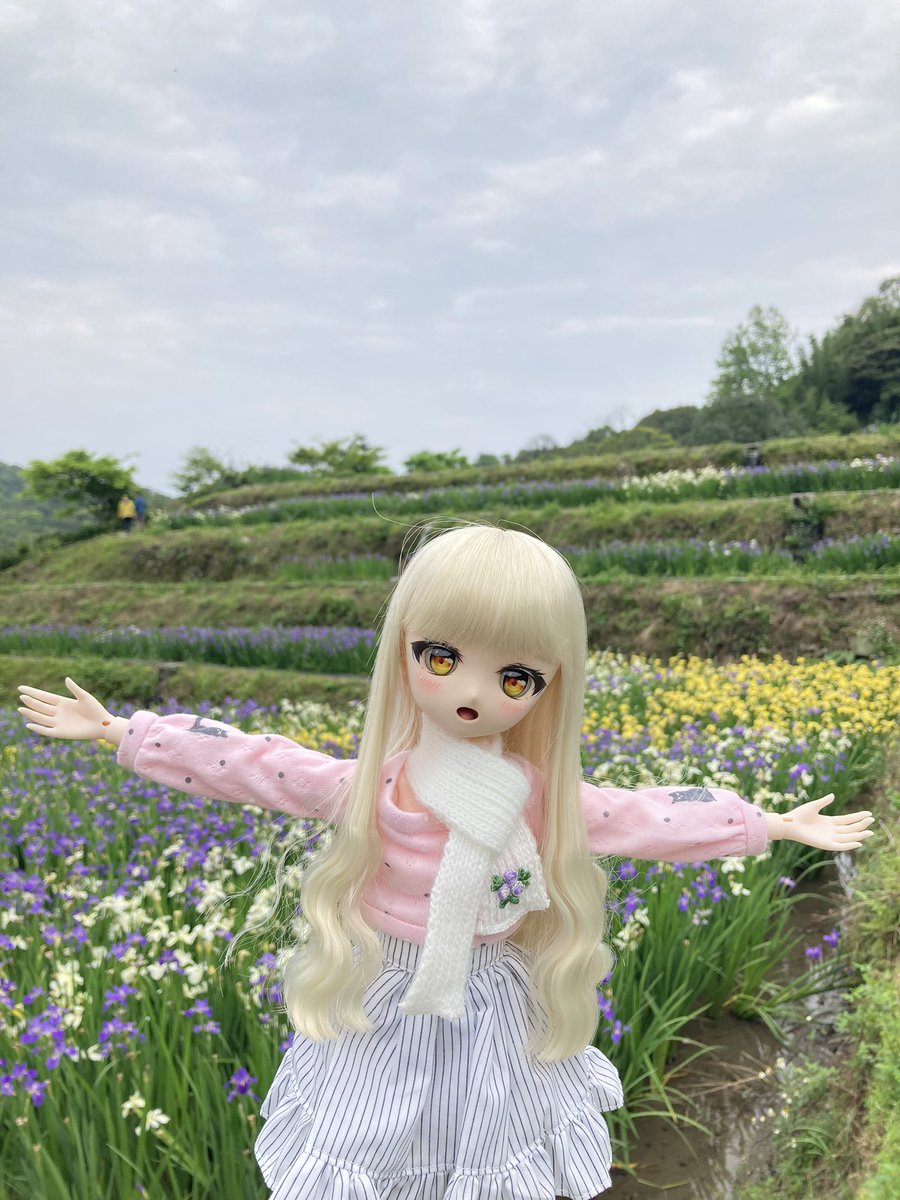 sinoun99's tweet image. 拍鳶尾花