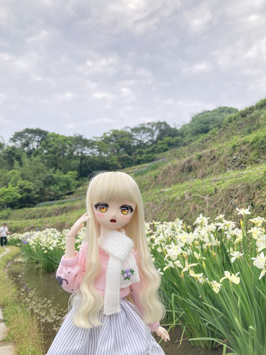 sinoun99's tweet image. 拍鳶尾花