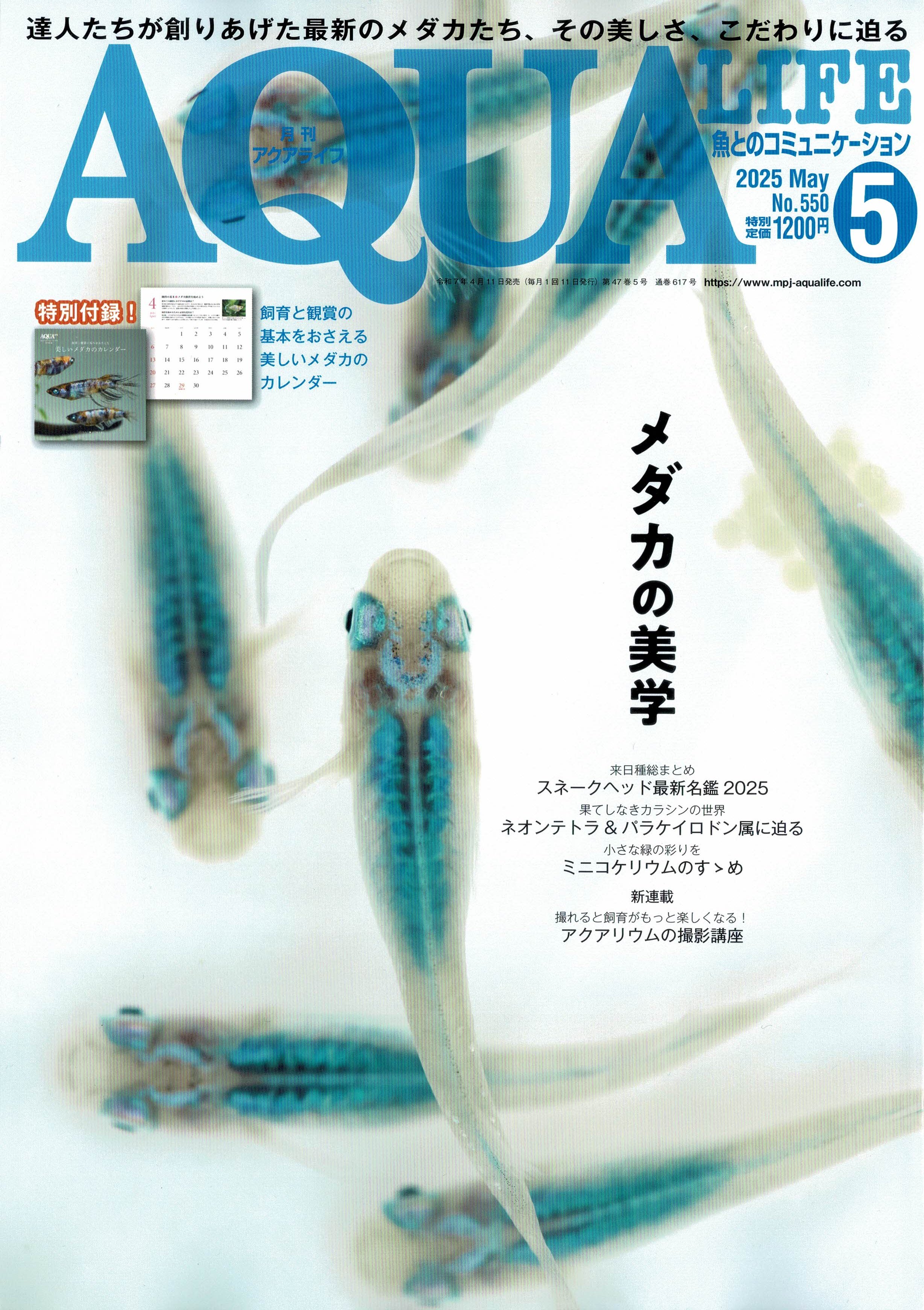豊橋アマゾン熱帯魚部 𝕏ILike Fish💙(*´・ω・｀)♭ Do you