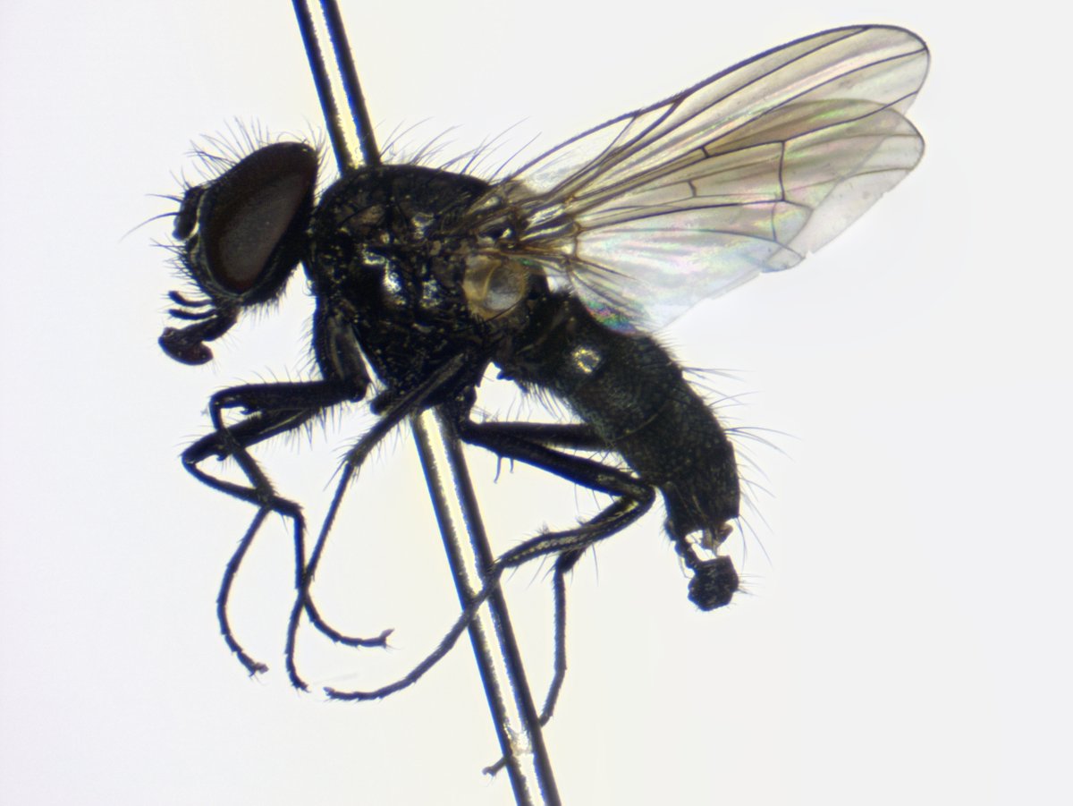DipFun64's tweet photo. Hydrotaea armipes (Fallen, 1825)
コカゲトゲアシメマトイ ♂
非常にイカス"脚"を所有しております
詳しくはリプで。
最高にイイです。
6 IV 2025, Japan
---
#Diptera
#Muscidae
#ハエはいいぞ https://t.co/l8b79bQ2Ts
