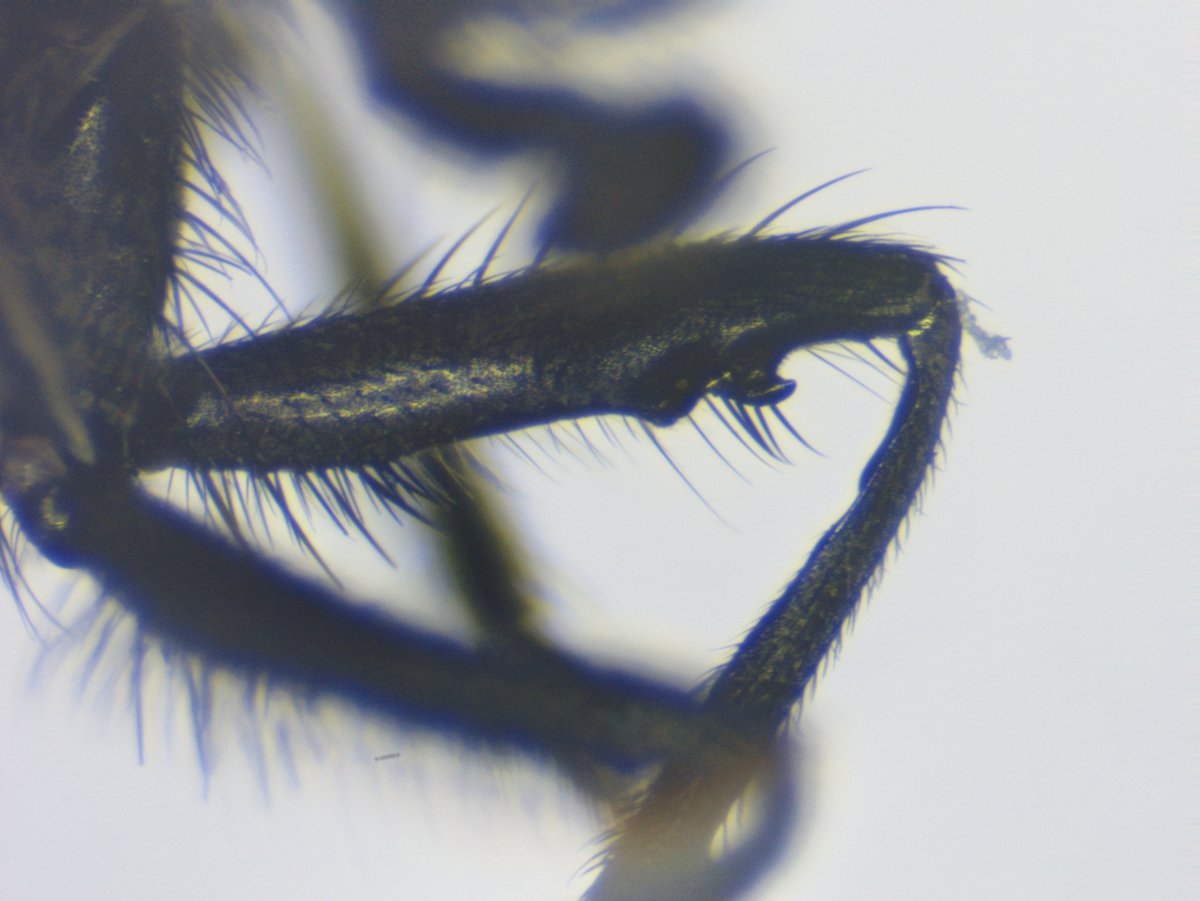 DipFun64's tweet photo. Hydrotaea armipes (Fallen, 1825)
コカゲトゲアシメマトイ ♂
非常にイカス"脚"を所有しております
詳しくはリプで。
最高にイイです。
6 IV 2025, Japan
---
#Diptera
#Muscidae
#ハエはいいぞ https://t.co/l8b79bQ2Ts