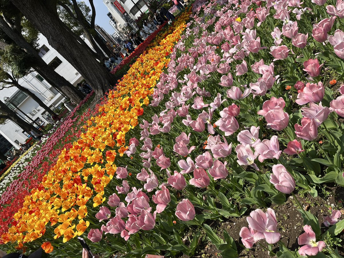 チューリップ🌷凄い綺麗だった！
カメラ持ってる人沢山いたけど、みんな譲り合って、ギスギスしないでゆっくり綺麗なスポットで写真が撮れた。混んでたのに、マナーのある素敵な人たちばっかりの日だったのが更に嬉しかったなぁ✨
 #チューリップ