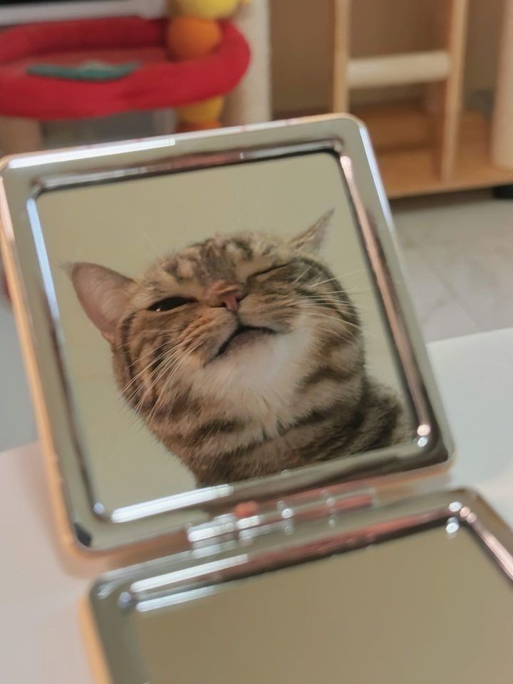 ShouldHaveCat tweet picture