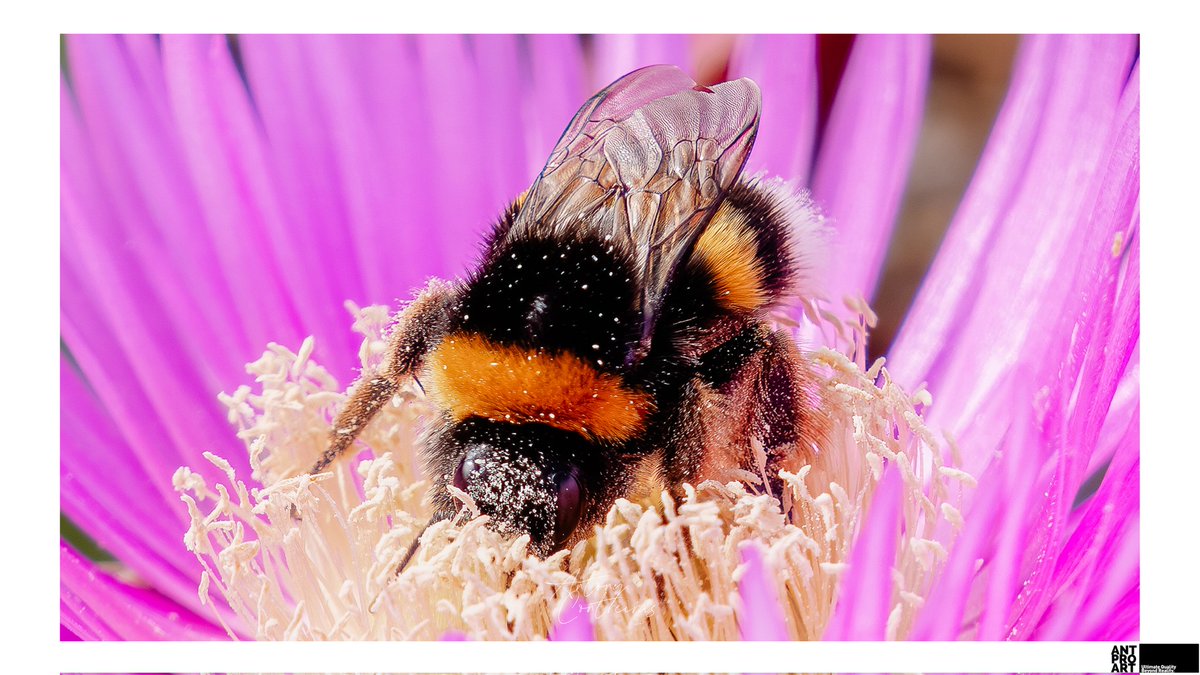 ANTPROART's tweet photo. Buzz

#antproart #antproaperture #photography #photographer #sony #sonyalpha #alphacollective #bealpha #photooftheday #photographicart #details #art #artphotography #bee #macro_photography https://t.co/vR0fxEu2Dv