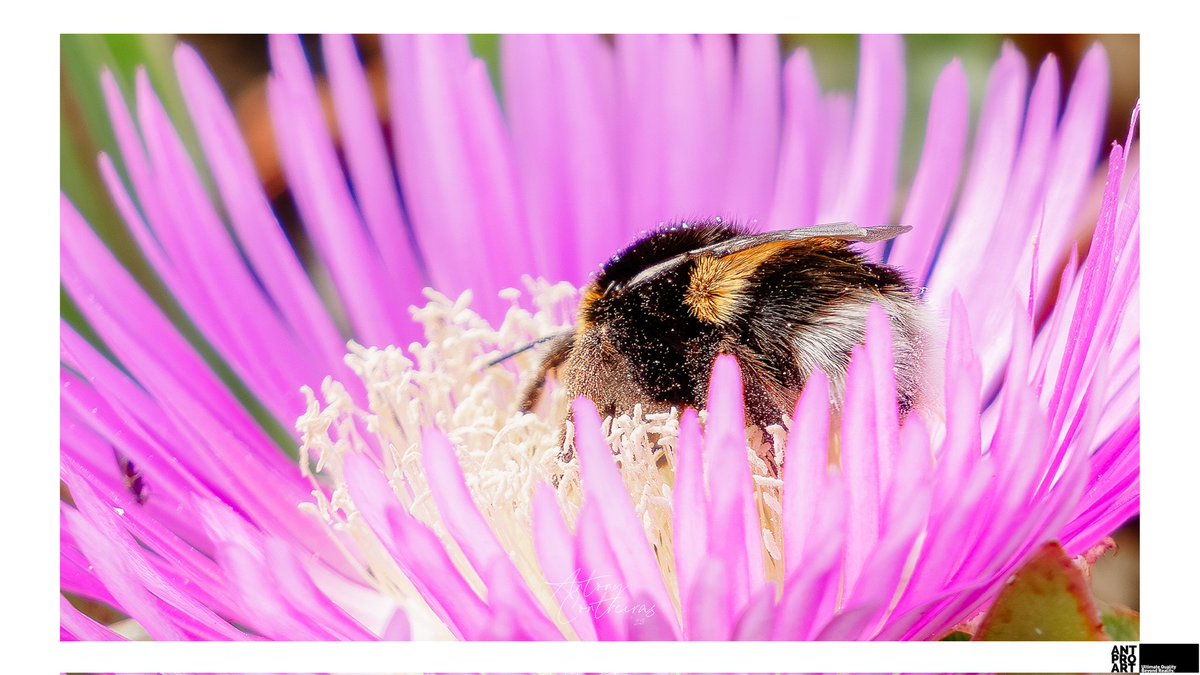 ANTPROART's tweet photo. Buzz

#antproart #antproaperture #photography #photographer #sony #sonyalpha #alphacollective #bealpha #photooftheday #photographicart #details #art #artphotography #bee #macro_photography https://t.co/vR0fxEu2Dv