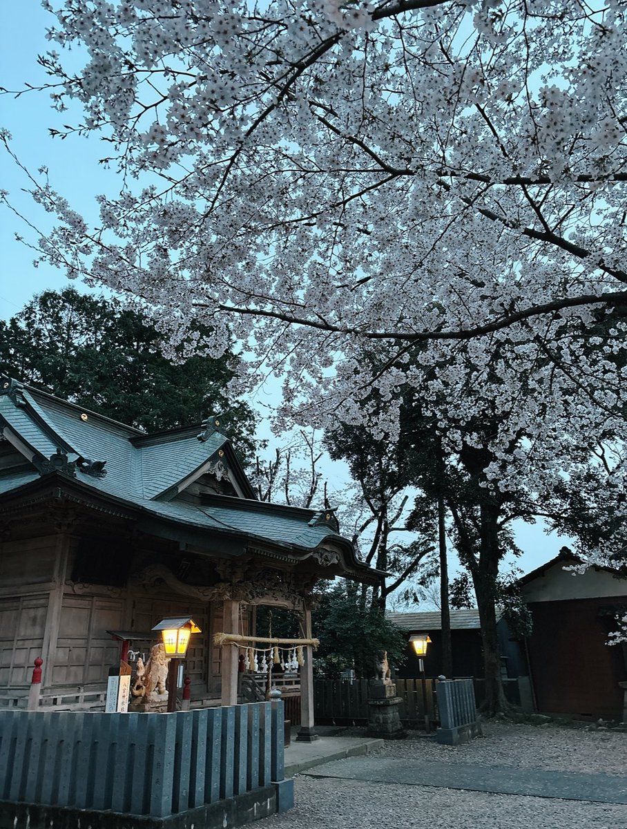 こんばんは🌸今日の小川町はぽかぽか暖かく、やや風がありましたのでところどころで桜吹雪が見られました。夕方は一時的に厚い雲に覆われましたが雨も降らず穏やかな1日でしたね💐✨桜たちが満開を過ぎ、葉桜へとなって参りました。春先とはまた違う一面を見せていて美しいです😌