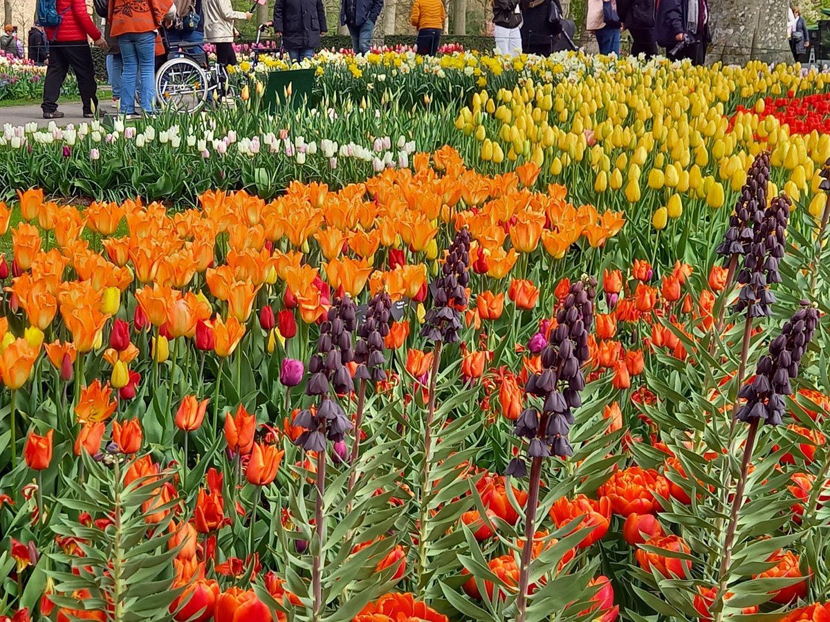 De <a href="/visitkeukenhof/">Keukenhof</a> ook dit jaar weer prachtig.
stiensbuitenblog.wordpress.com