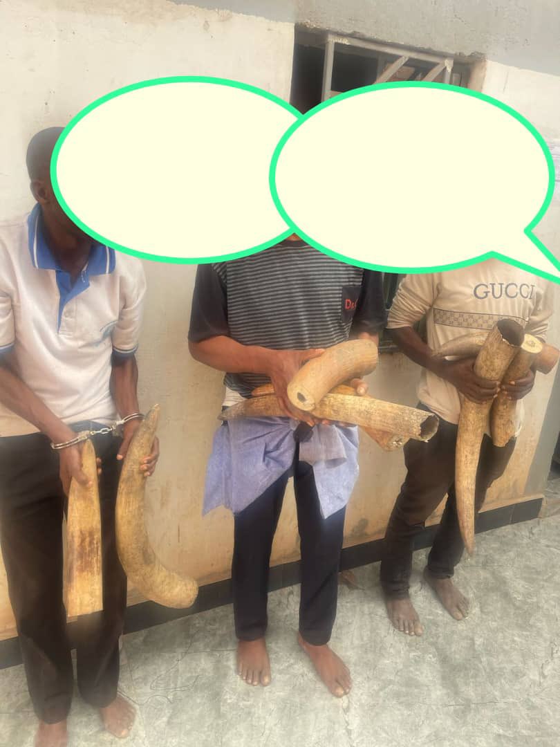 Amini16's tweet image. BREAKING: 38kg of elephant ivory seized in Kolwezi.
3 traffickers arrested in joint op by @ConservCongo, @PoliceRDC, ICCN & the Ministry of Environment.
Suspects linked to a cross-border network with ties to Zambia & Southern Africa.
@IccnRdc @ConservC @StateINL @WCPZambia