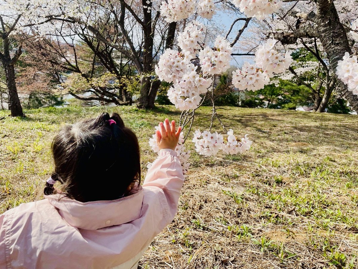 bearzou0's tweet photo. なかなか可愛い写真が撮れて満足( ¯﹀¯ )🌸 https://t.co/eHYhHM9dry