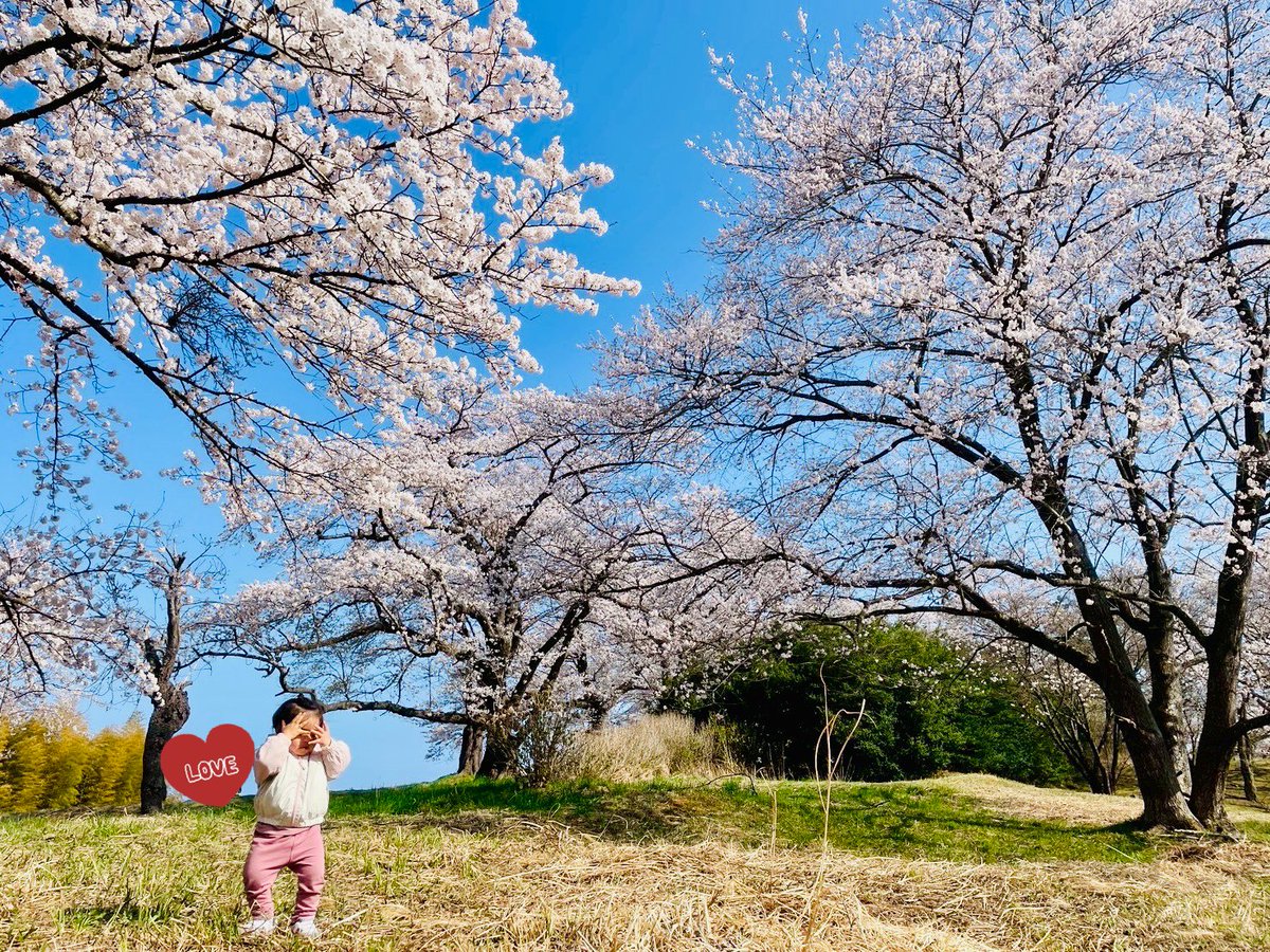 bearzou0's tweet photo. なかなか可愛い写真が撮れて満足( ¯﹀¯ )🌸 https://t.co/eHYhHM9dry