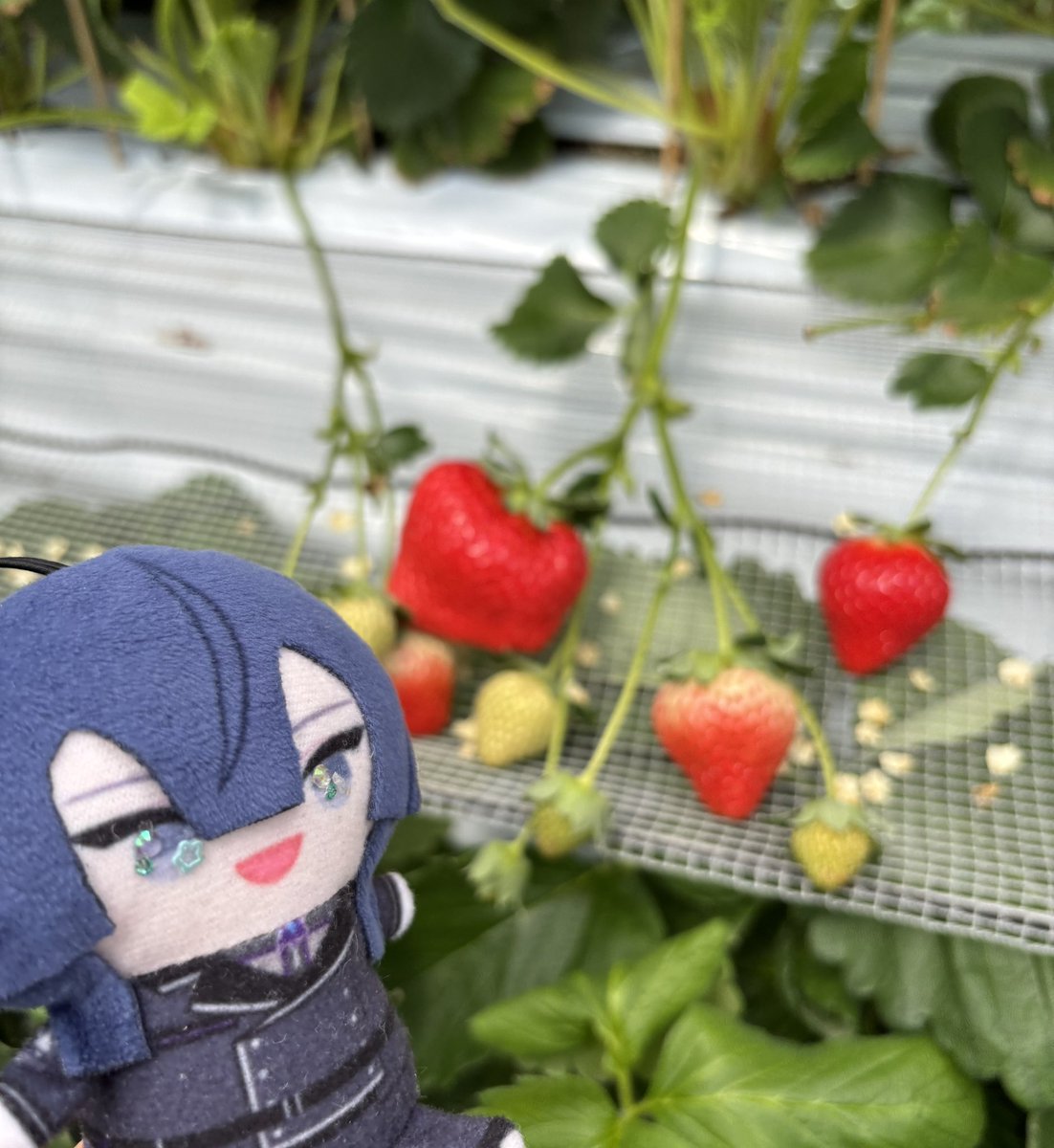 ma_cccch's tweet photo. #長尾景いちご食べたい  #景くんあんね 

見てー！！行ってきた！！！
でかいいちごいっぱいあって美味しすぎた😵🍓 https://t.co/wVwjNWYvu2
